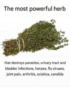 I Found the Herb That Changed My Life by Clearing Out Parasites and UTIs