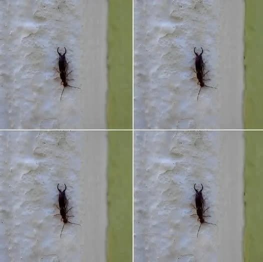 I Found This Insect in My Home and It Was a Sign I Needed to Take Action Fast