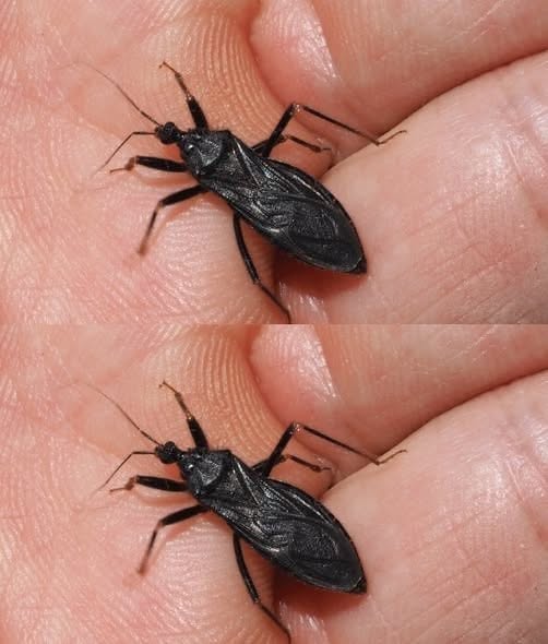 My Dad Got Bitten by a Strange Bug in Our House and We’re Terrified