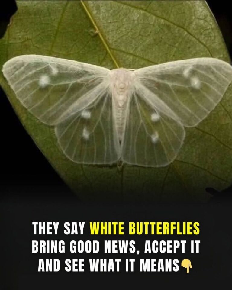 When a White Butterfly Visited Me I Felt a Strange Connection to the Unseen World